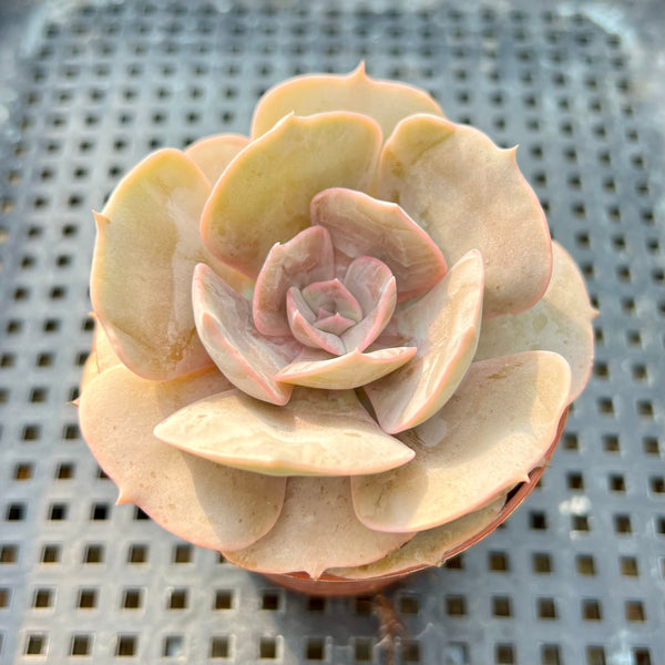 Echeveria ‘Pollux’ 2”-3” Succulent Plant