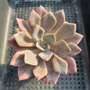 Graptoveria ‘Debbie’ 3”-4” Succulent Plant