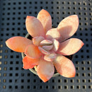 Echeveria ‘White Lotus’ 1”-2” Succulent Plant