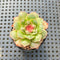 Echeveria Longissima Carunculated (Compact Form) 1”-2” Succulent Plant