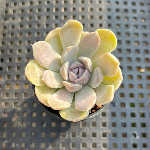 Echeveria ‘Tiny Burger’ 1”-2” Succulent Plant