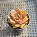 Echeveria ‘Mysterious Rose’ 1”-2” Succulent Plant