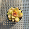 Echeveria ‘Chocolate Mousse’ 2” Succulent Plant