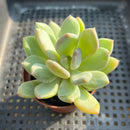 Pachyphytum sp. 2”-3” Succulent Plant