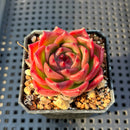 Echeveria ‘Derenceana’ 2”-3” Succulent Plant