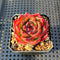 Echeveria ‘Derenceana’ 2”-3” Succulent Plant