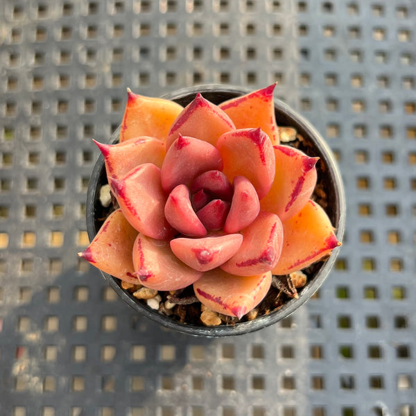 Echeveria Agavoides ‘Haiku’ 1”-2” Succulent Plant