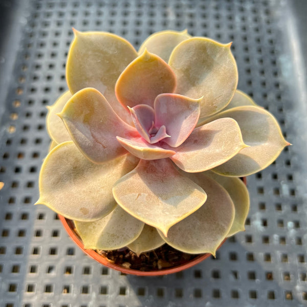 Echeveria ‘Perle von Nurnberg’ 2”-3” Succulent Plant