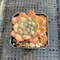 Echeveria ‘Alba Beauty’ 1”-2” Succulent Plant