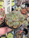 Echeveria ‘Mongsili’ 2” Succulent Plant