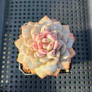 Echeveria ‘Lotus’ 2”-3” Succulent Plant