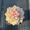 Echeveria ‘Lotus’ 2”-3” Succulent Plant