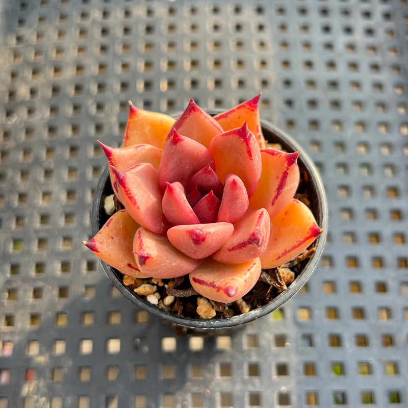 Echeveria Agavoides ‘Haiku’ 1”-2” Succulent Plant