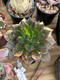 Echeveria 'Black Prince' Variegated 2" Succulent Plant