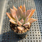 Echeveria 'Pink Lutea' 1"-2" Succulent Plant