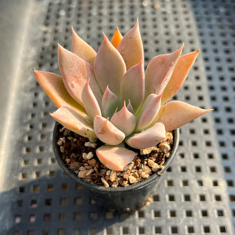 Echeveria 'Pink Lutea' 1"-2" Succulent Plant