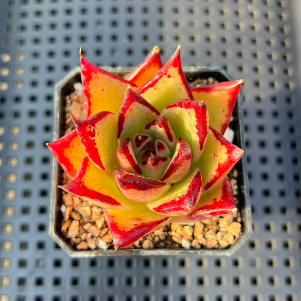 Echeveria Agavoides ‘Dark Lord’ 2”-3” Succulent Plant