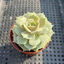 Echeveria ‘Lola’ 2” Succulent Plant