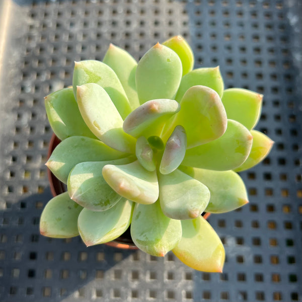 Pachyphytum sp. 2”-3” Succulent Plant