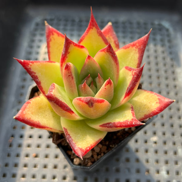 Echeveria Agavoides ‘Dark Lord’ 2”-3” Succulent Plant