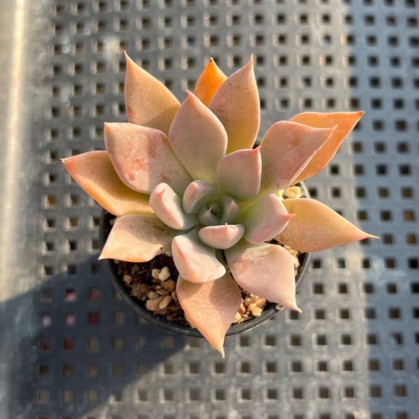 Echeveria 'Pink Lutea' 1"-2" Succulent Plant