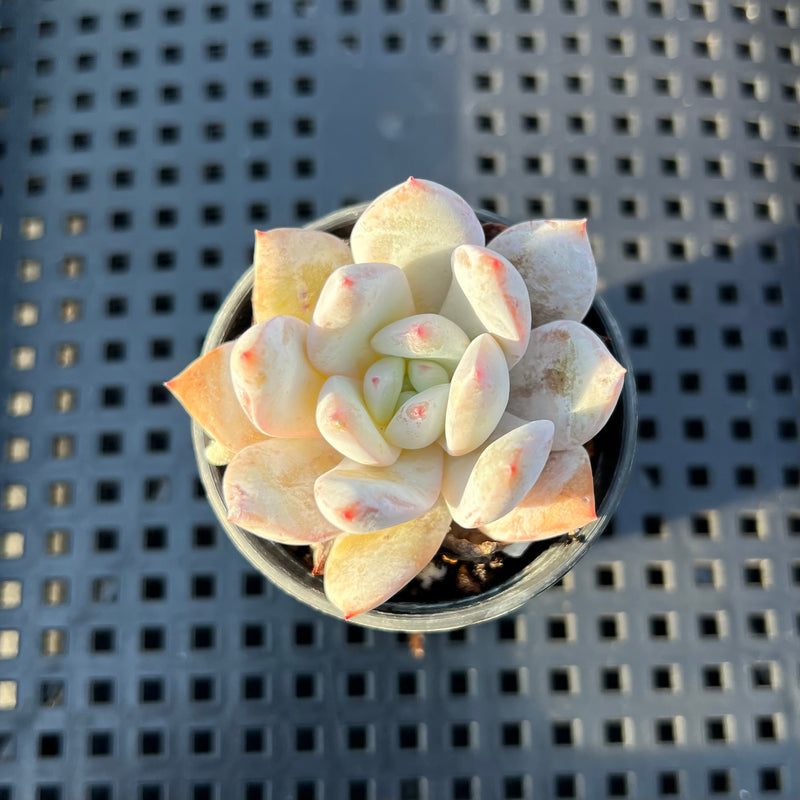 Echeveria 'Ivory' 1”-2" Succulent Plant