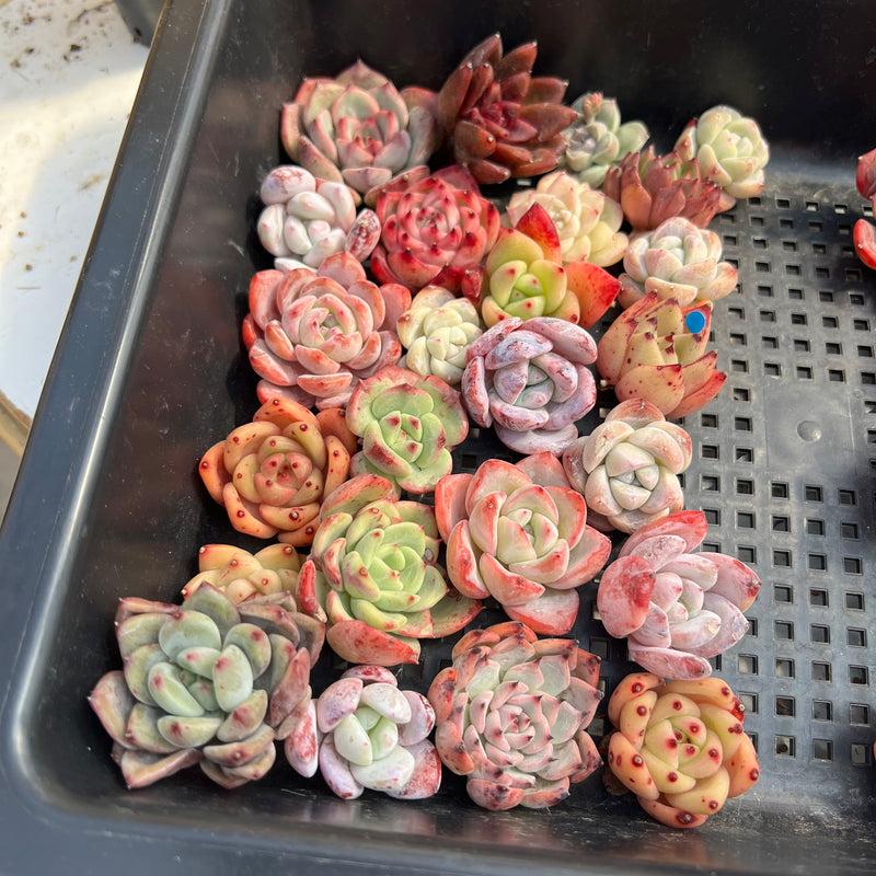 25 Piece Echeveria Assortment 1”-3” Succulent Plant Cuttings (Set F)