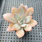 Echeveria ‘White Lotus’ 1”-2” Succulent Plant