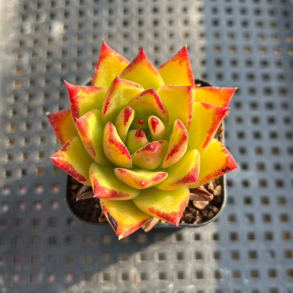 Echeveria Agavoides 'Orange Ebony' 1"-2" Succulent Plant