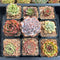 Set of Nine Echeveria 2”-3” Succulent Plants (Set 3)