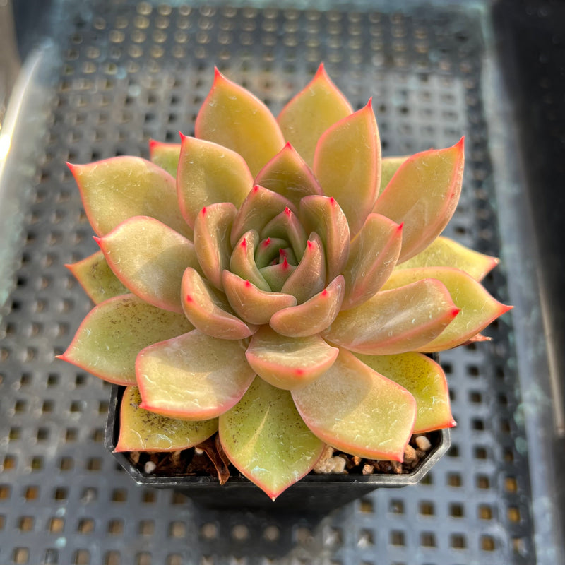 Echeveria ‘Serenade’ 1”-2” Succulent Plant