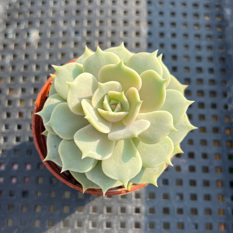 Echeveria ‘Lola’ 2” Succulent Plant