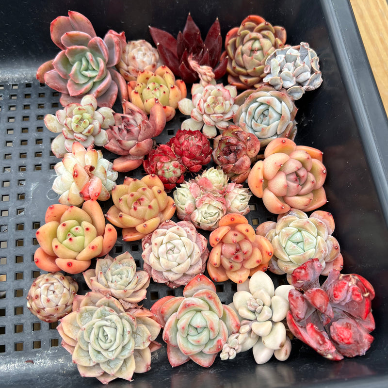 25 Piece Echeveria Assortment 1”-3” Succulent Plant Cuttings (Set H)