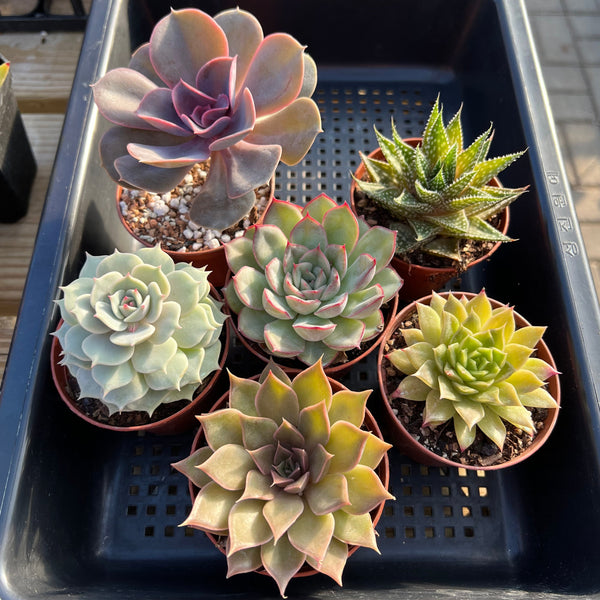 Classic Potted Succulent Plant 3" Assortment Set/Pack (6, 8 or 10 Pack)