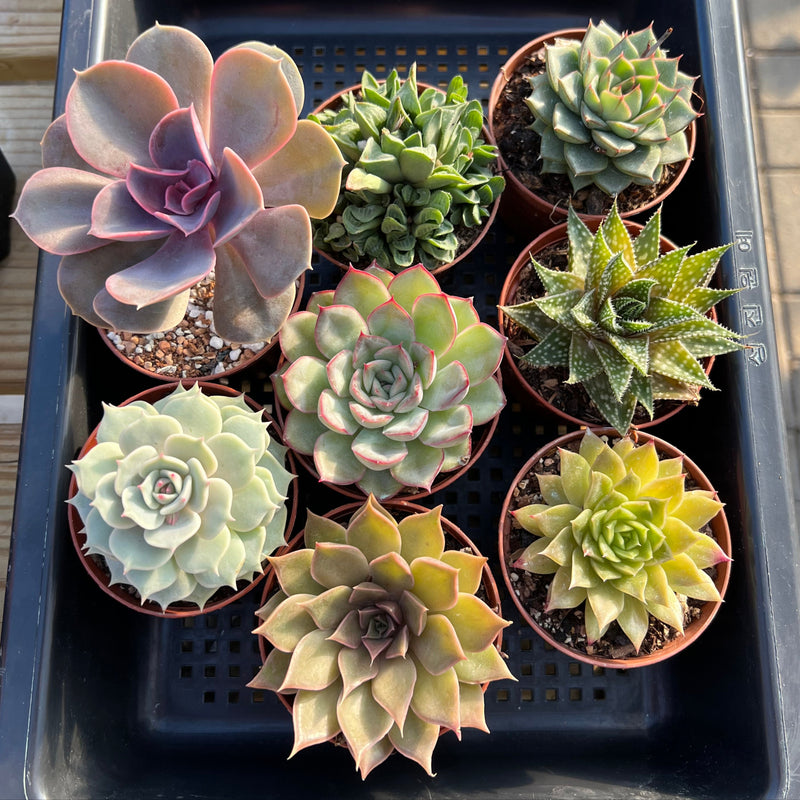 Classic Potted Succulent Plant 3" Assortment Set/Pack (6, 8 or 10 Pack)