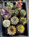 Classic Potted Succulent Plant 3" Assortment Set/Pack (6, 8 or 10 Pack)