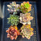 Classic Potted Succulent Plant 2" Assortment Set/Pack (6, 8 or 10 Pack)