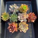 Classic Potted Succulent Plant 2" Assortment Set/Pack (6, 8 or 10 Pack)