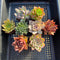 Classic Potted Succulent Plant 2" Assortment Set/Pack (6, 8 or 10 Pack)