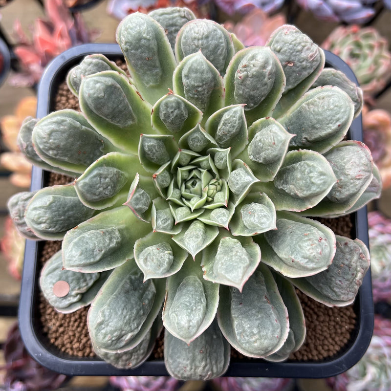 Echeveria Longissima Heavily Carunculated 4"-5 Succulent Plant