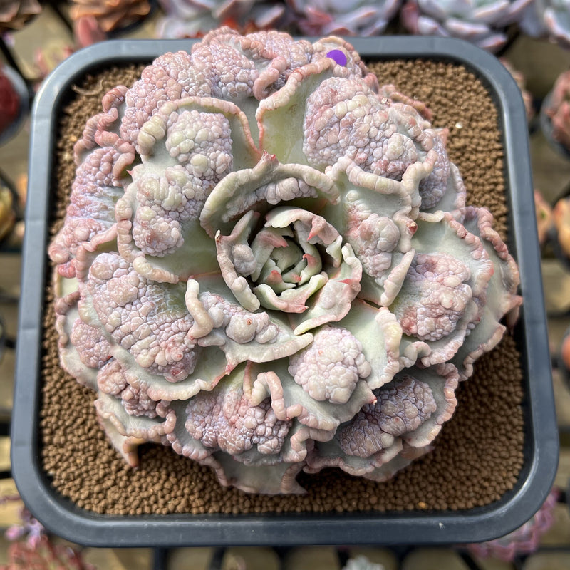 Echeveria 'Madiba' Highly Carunculated 6" Succulent Plant Cutting