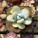 Jeronimoa Cuicatecana 2" Succulent Plant Cutting