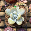 Jeronimoa Cuicatecana 2" Succulent Plant Cutting