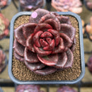 Echeveria 'Amaterasu' 2" Succulent Plant Cutting