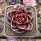 Echeveria 'Amaterasu' 2" Succulent Plant Cutting