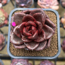 Echeveria 'Amaterasu' 2" Succulent Plant Cutting