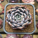 Echeveria sp. 2" Succulent Plant Cutting