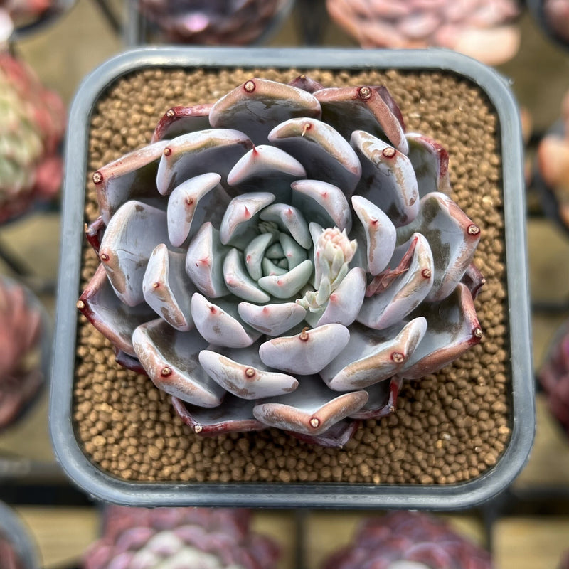 Echeveria sp. 2" Succulent Plant Cutting