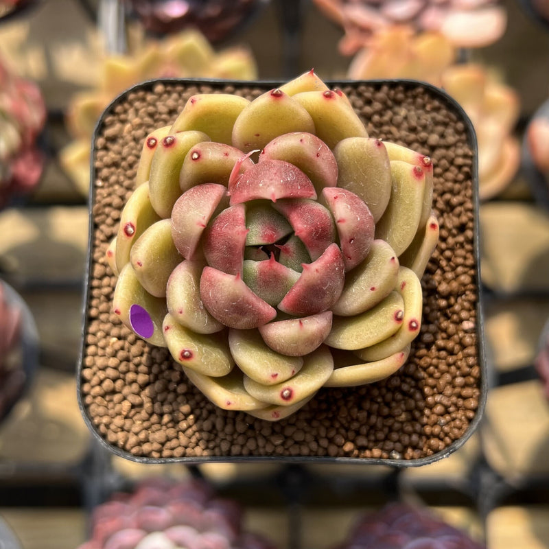 Echeveria high quality Malgan Queen Hyb- Do not purchase if you mind the mini size :)