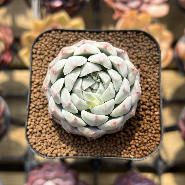 Echeveria 'Arba' 2" Succulent Plant Cutting